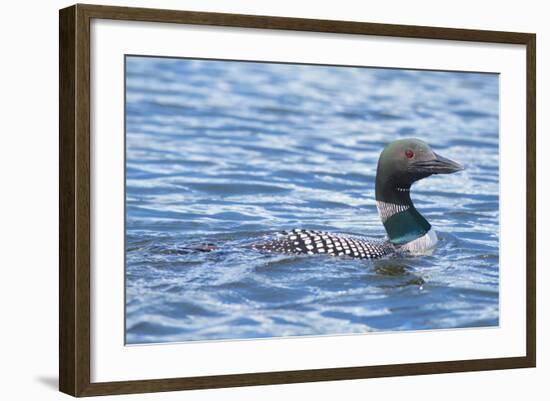 Common Loons are Large, Diving Waterbirds known for their Eerie Calls on Wilderness Lakes-Richard Wright-Framed Photographic Print