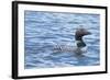 Common Loons are Large, Diving Waterbirds known for their Eerie Calls on Wilderness Lakes-Richard Wright-Framed Photographic Print