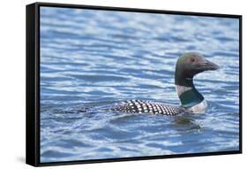 Common Loons are large, diving waterbirds with rounded heads and dagger-like bills-Richard Wright-Framed Stretched Canvas