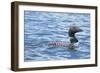 Common Loons are large, diving waterbirds with rounded heads and dagger-like bills-Richard Wright-Framed Photographic Print