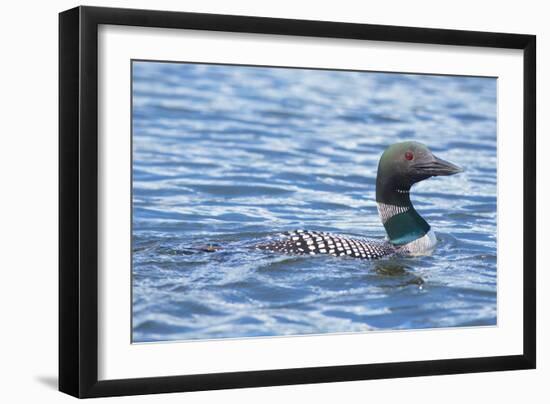 Common Loons are large, diving waterbirds with rounded heads and dagger-like bills-Richard Wright-Framed Photographic Print