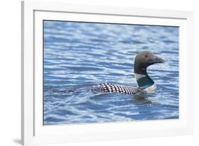 Common Loons are large, diving waterbirds with rounded heads and dagger-like bills-Richard Wright-Framed Photographic Print