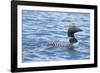 Common Loons are large, diving waterbirds with rounded heads and dagger-like bills-Richard Wright-Framed Photographic Print