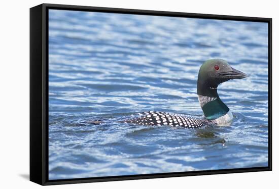Common Loons are large, diving waterbirds with rounded heads and dagger-like bills-Richard Wright-Framed Stretched Canvas
