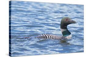Common Loons are large, diving waterbirds with rounded heads and dagger-like bills-Richard Wright-Stretched Canvas