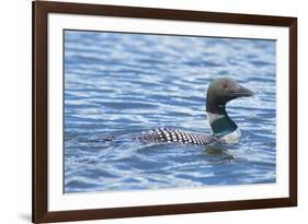 Common Loons are large, diving waterbirds with rounded heads and dagger-like bills-Richard Wright-Framed Photographic Print