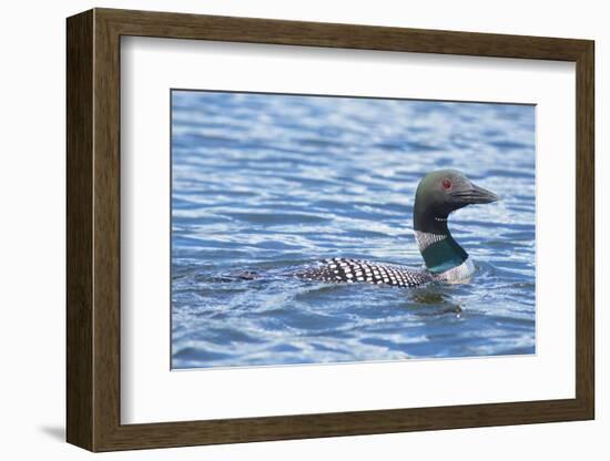 Common Loons are large, diving waterbirds with rounded heads and dagger-like bills-Richard Wright-Framed Photographic Print