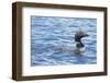 Common Loons are large, diving waterbirds with rounded heads and dagger-like bills-Richard Wright-Framed Photographic Print