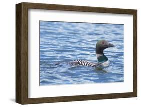 Common Loons are large, diving waterbirds with rounded heads and dagger-like bills-Richard Wright-Framed Photographic Print