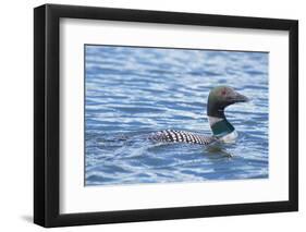 Common Loons are large, diving waterbirds with rounded heads and dagger-like bills-Richard Wright-Framed Photographic Print