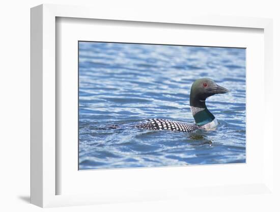 Common Loons are large, diving waterbirds with rounded heads and dagger-like bills-Richard Wright-Framed Photographic Print