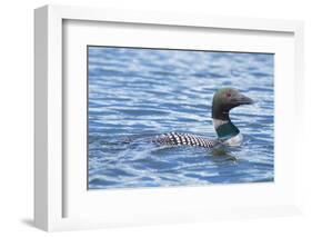 Common Loons are large, diving waterbirds with rounded heads and dagger-like bills-Richard Wright-Framed Photographic Print