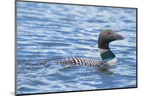Common Loons are large, diving waterbirds with rounded heads and dagger-like bills-Richard Wright-Mounted Photographic Print