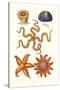 Common Madrepore Coral, Sea Urchin, Brittlestar, Sun Star-James Sowerby-Stretched Canvas