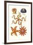 Common Madrepore Coral, Sea Urchin, Brittlestar, Sun Star-James Sowerby-Framed Art Print