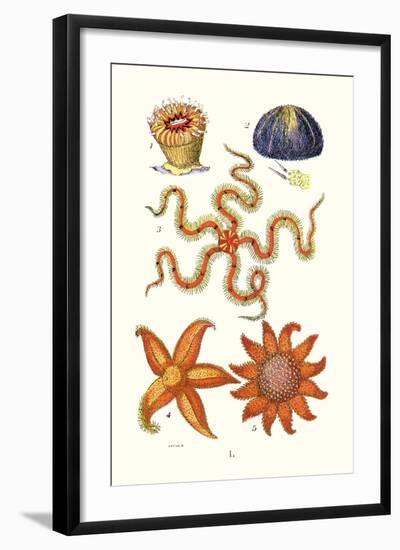 Common Madrepore Coral, Sea Urchin, Brittlestar, Sun Star-James Sowerby-Framed Art Print