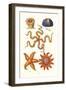 Common Madrepore Coral, Sea Urchin, Brittlestar, Sun Star-James Sowerby-Framed Art Print