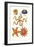 Common Madrepore Coral, Sea Urchin, Brittlestar, Sun Star-James Sowerby-Framed Art Print