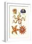 Common Madrepore Coral, Sea Urchin, Brittlestar, Sun Star-James Sowerby-Framed Art Print