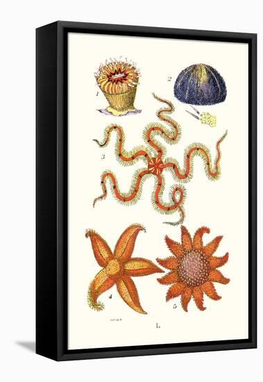 Common Madrepore Coral, Sea Urchin, Brittlestar, Sun Star-James Sowerby-Framed Stretched Canvas