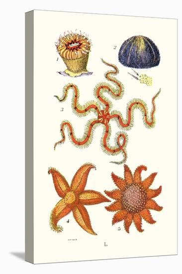 Common Madrepore Coral, Sea Urchin, Brittlestar, Sun Star-James Sowerby-Stretched Canvas