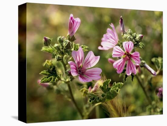 Common Mallow, Malva Silvestris, Blooms-Thonig-Stretched Canvas