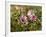 Common Mallow, Malva Silvestris, Blooms-Thonig-Framed Photographic Print