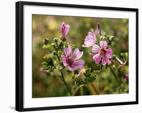 Common Mallow, Malva Silvestris, Blooms-Thonig-Framed Photographic Print