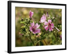 Common Mallow, Malva Silvestris, Blooms-Thonig-Framed Photographic Print