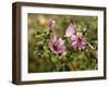 Common Mallow, Malva Silvestris, Blooms-Thonig-Framed Photographic Print