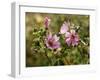 Common Mallow, Malva Silvestris, Blooms-Thonig-Framed Photographic Print