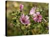 Common Mallow, Malva Silvestris, Blooms-Thonig-Stretched Canvas