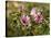 Common Mallow, Malva Silvestris, Blooms-Thonig-Stretched Canvas