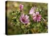 Common Mallow, Malva Silvestris, Blooms-Thonig-Stretched Canvas