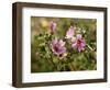 Common Mallow, Malva Silvestris, Blooms-Thonig-Framed Photographic Print