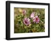 Common Mallow, Malva Silvestris, Blooms-Thonig-Framed Photographic Print