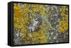 Common Marbled Carpet Camouflaged Against Lichen-null-Framed Stretched Canvas