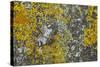 Common Marbled Carpet Camouflaged Against Lichen-null-Stretched Canvas