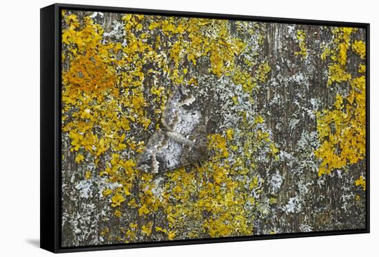 Common Marbled Carpet Camouflaged Against Lichen-null-Framed Stretched Canvas