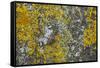 Common Marbled Carpet Camouflaged Against Lichen-null-Framed Stretched Canvas