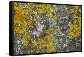 Common Marbled Carpet Camouflaged Against Lichen-null-Framed Stretched Canvas