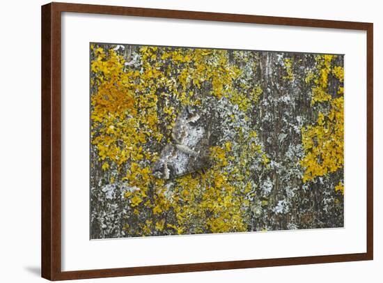 Common Marbled Carpet Camouflaged Against Lichen-null-Framed Photographic Print