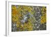 Common Marbled Carpet Camouflaged Against Lichen-null-Framed Photographic Print