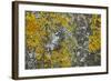 Common Marbled Carpet Camouflaged Against Lichen-null-Framed Photographic Print