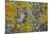 Common Marbled Carpet Camouflaged Against Lichen-null-Mounted Photographic Print