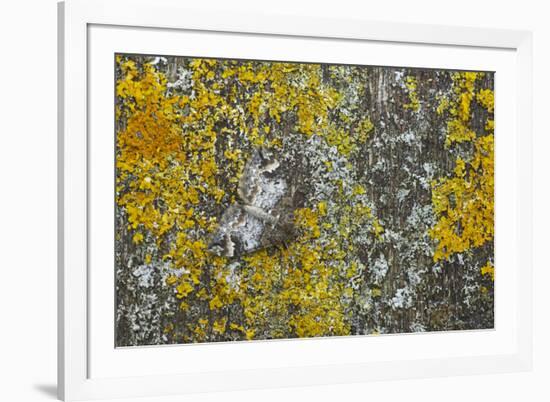 Common Marbled Carpet Camouflaged Against Lichen-null-Framed Photographic Print