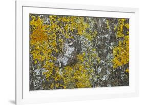 Common Marbled Carpet Camouflaged Against Lichen-null-Framed Photographic Print