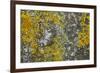 Common Marbled Carpet Camouflaged Against Lichen-null-Framed Photographic Print