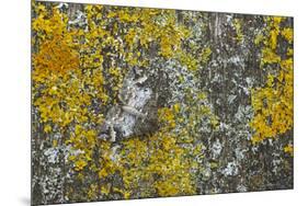 Common Marbled Carpet Camouflaged Against Lichen-null-Mounted Photographic Print