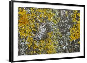 Common Marbled Carpet Camouflaged Against Lichen-null-Framed Photographic Print